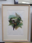 Print of Selenidera Piperivora (Guianan Toucanet) (51cm x 53.5cm)