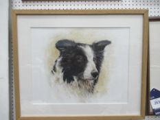 Water Colour of Border Collie signed Mark Irving (37cm x 46cm)