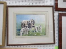 Water Colour of Ram and Lambs signed Simon Bull (27cm x 36cm)