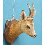 TAXIDERMY: A EUROPEAN ROEBUCK