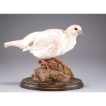 TAXIDERMY: A BRACE OF WHITE PARTRIDGE