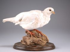 TAXIDERMY: A BRACE OF WHITE PARTRIDGE