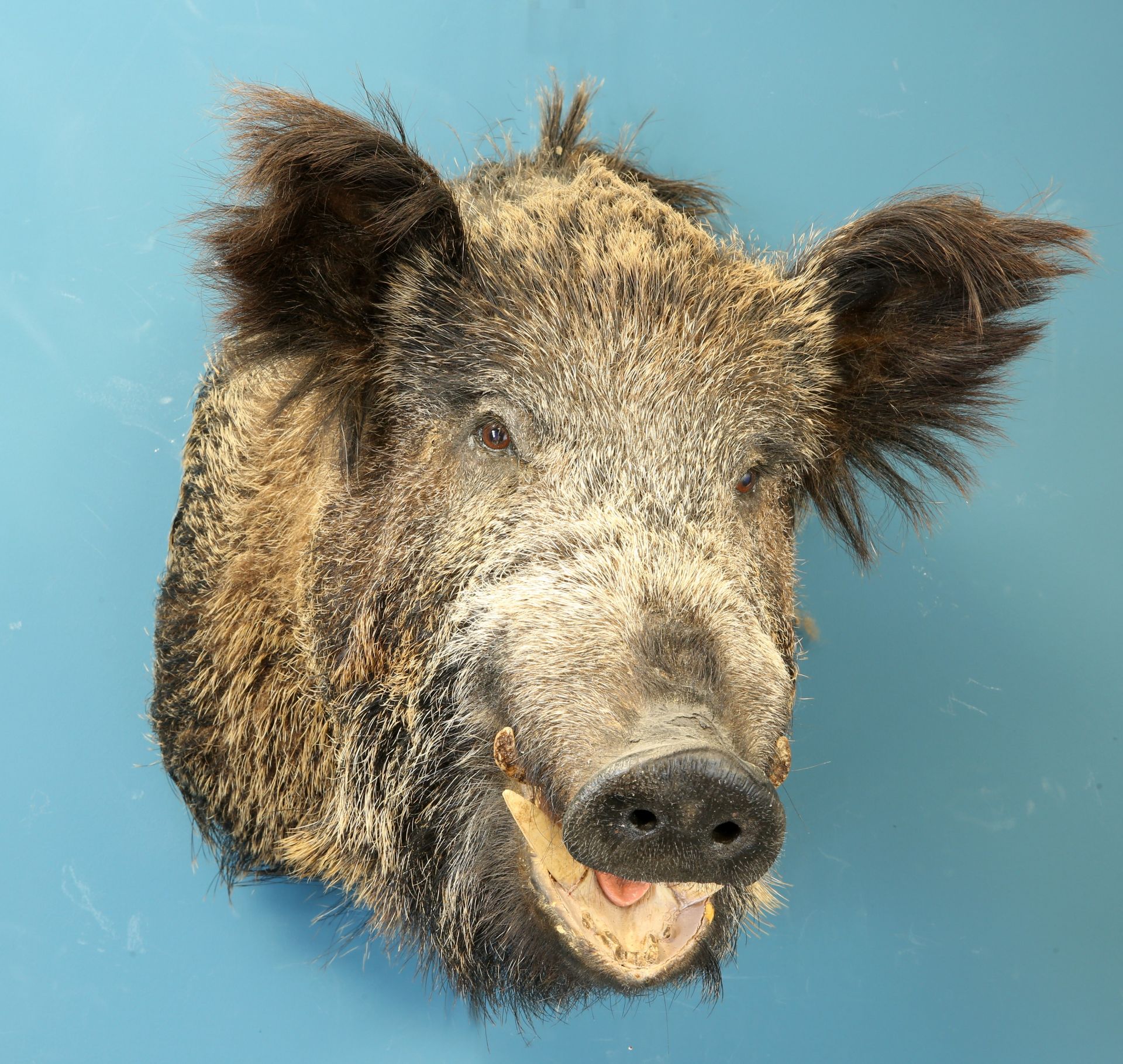 TAXIDERMY: EUROPEAN WILD BOAR