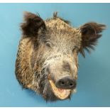 TAXIDERMY: EUROPEAN WILD BOAR