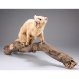 TAXIDERMY: A STOAT AND A FERRET