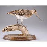 TAXIDERMY: A COMMON SNIPE
