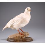 TAXIDERMY: A BRACE OF WHITE PARTRIDGE