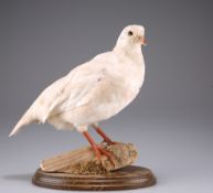 TAXIDERMY: A BRACE OF WHITE PARTRIDGE