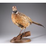 TAXIDERMY: A HERMAPHRODITE RINGNECK PHEASANT