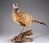 TAXIDERMY: A HERMAPHRODITE RINGNECK PHEASANT