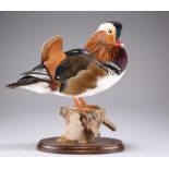 TAXIDERMY: A MANDARIN DUCK