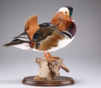 TAXIDERMY: A MANDARIN DUCK