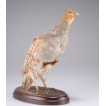 TAXIDERMY: A BRACE OF GREY PARTRIDGE