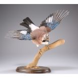 TAXIDERMY: A TRIO OF EUROPEAN BIRDS