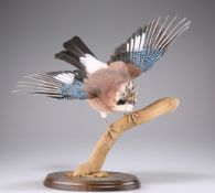 TAXIDERMY: A TRIO OF EUROPEAN BIRDS