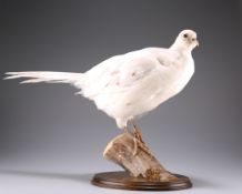 TAXIDERMY: A BRACE OF WHITE PHEASANTS