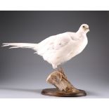 TAXIDERMY: A BRACE OF WHITE PHEASANTS