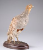 TAXIDERMY: A BRACE OF GREY PARTRIDGE