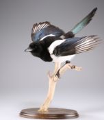 TAXIDERMY: A TRIO OF EUROPEAN BIRDS