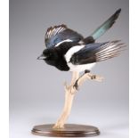 TAXIDERMY: A TRIO OF EUROPEAN BIRDS