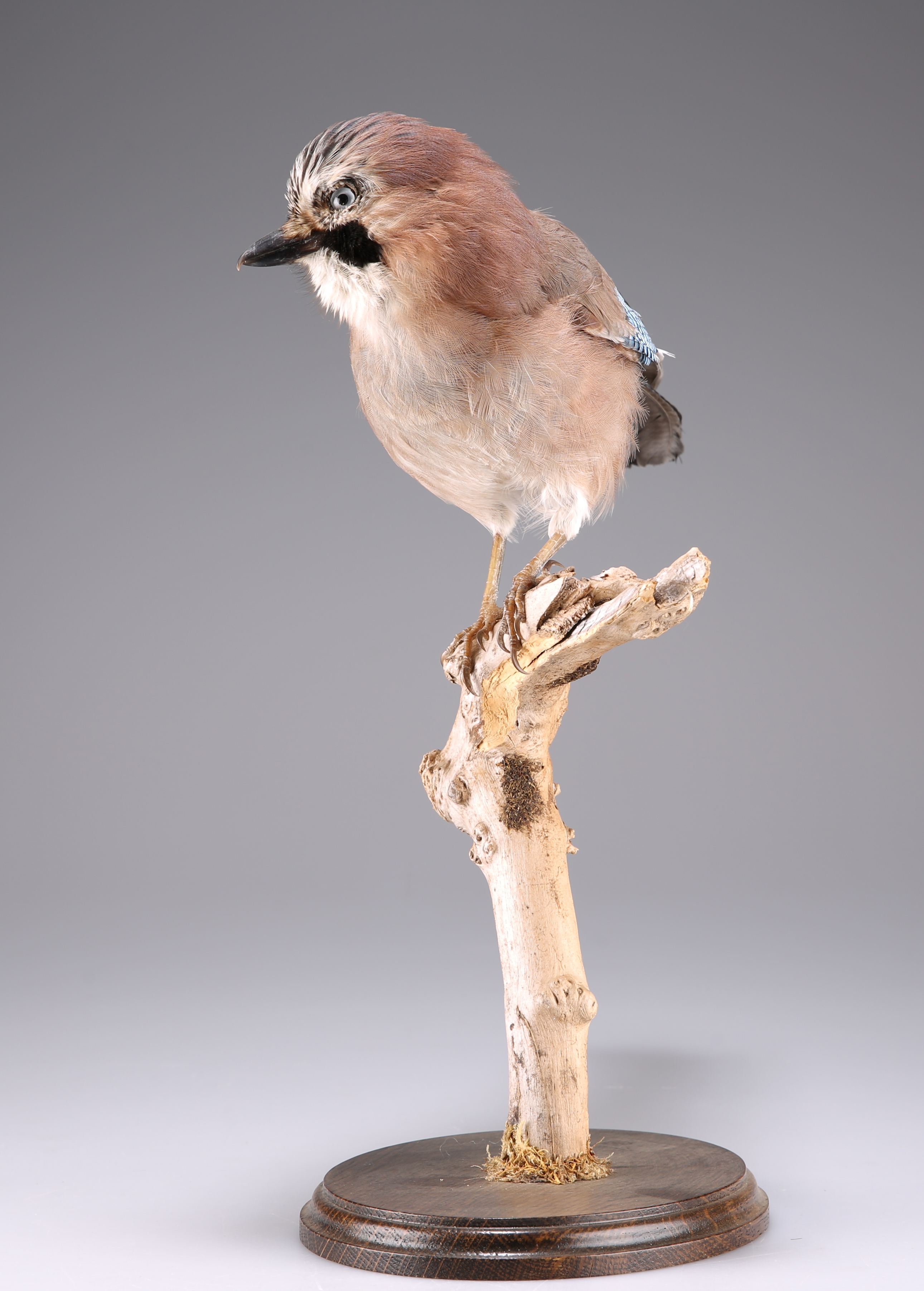 TAXIDERMY: A TRIO OF EUROPEAN BIRDS - Image 6 of 9