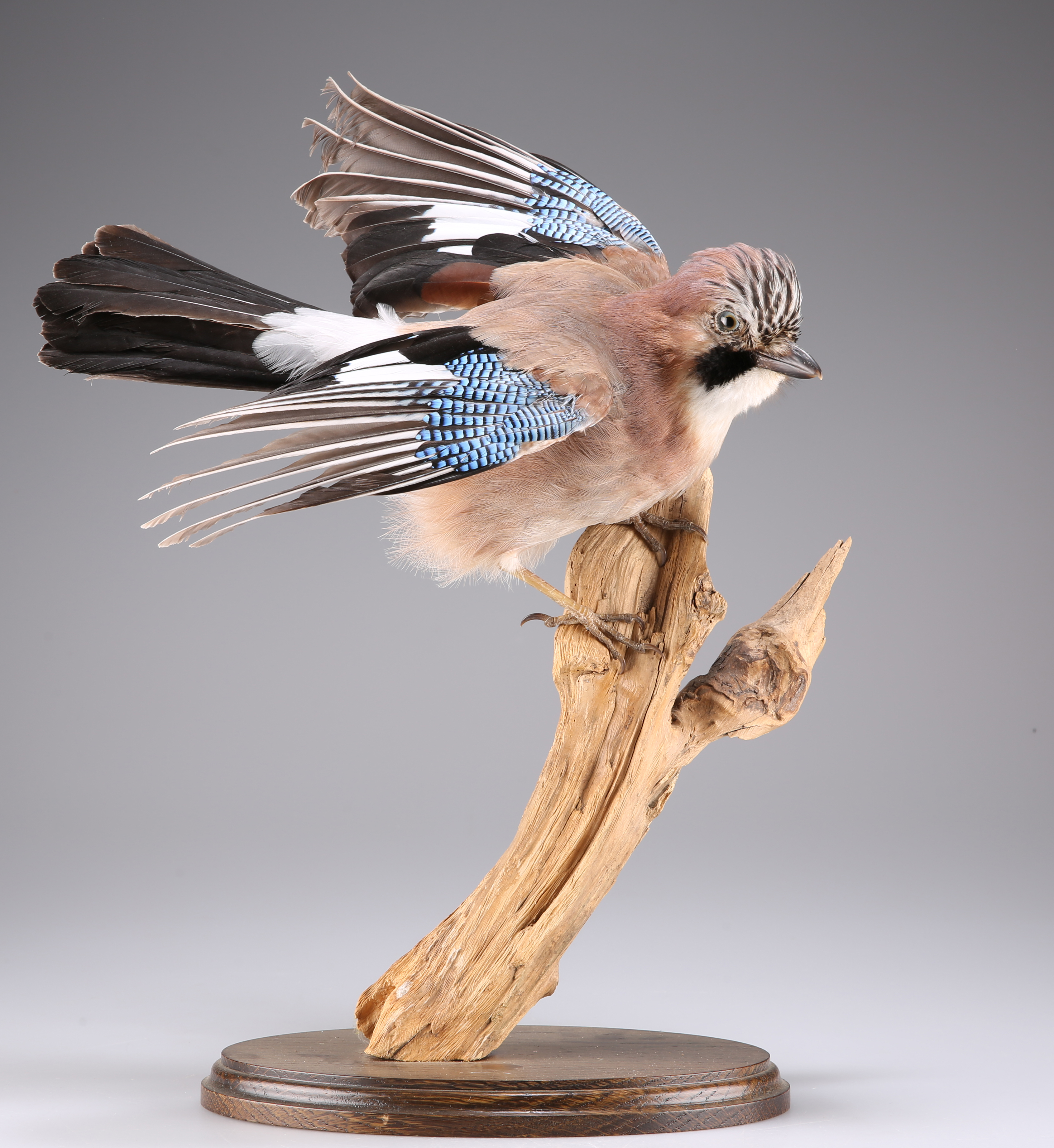 TAXIDERMY: A TRIO OF EUROPEAN BIRDS - Image 3 of 9