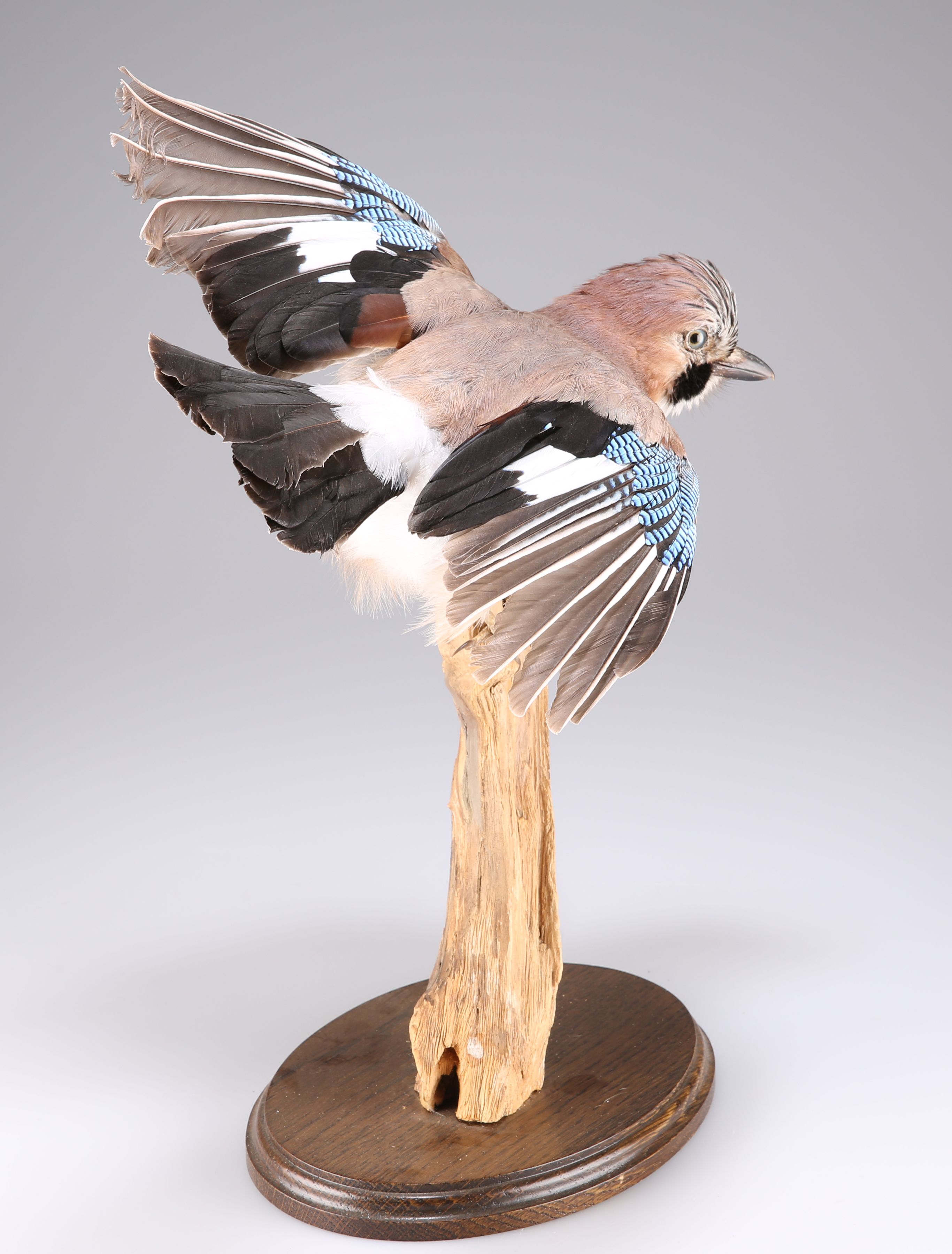 TAXIDERMY: A TRIO OF EUROPEAN BIRDS - Image 9 of 9