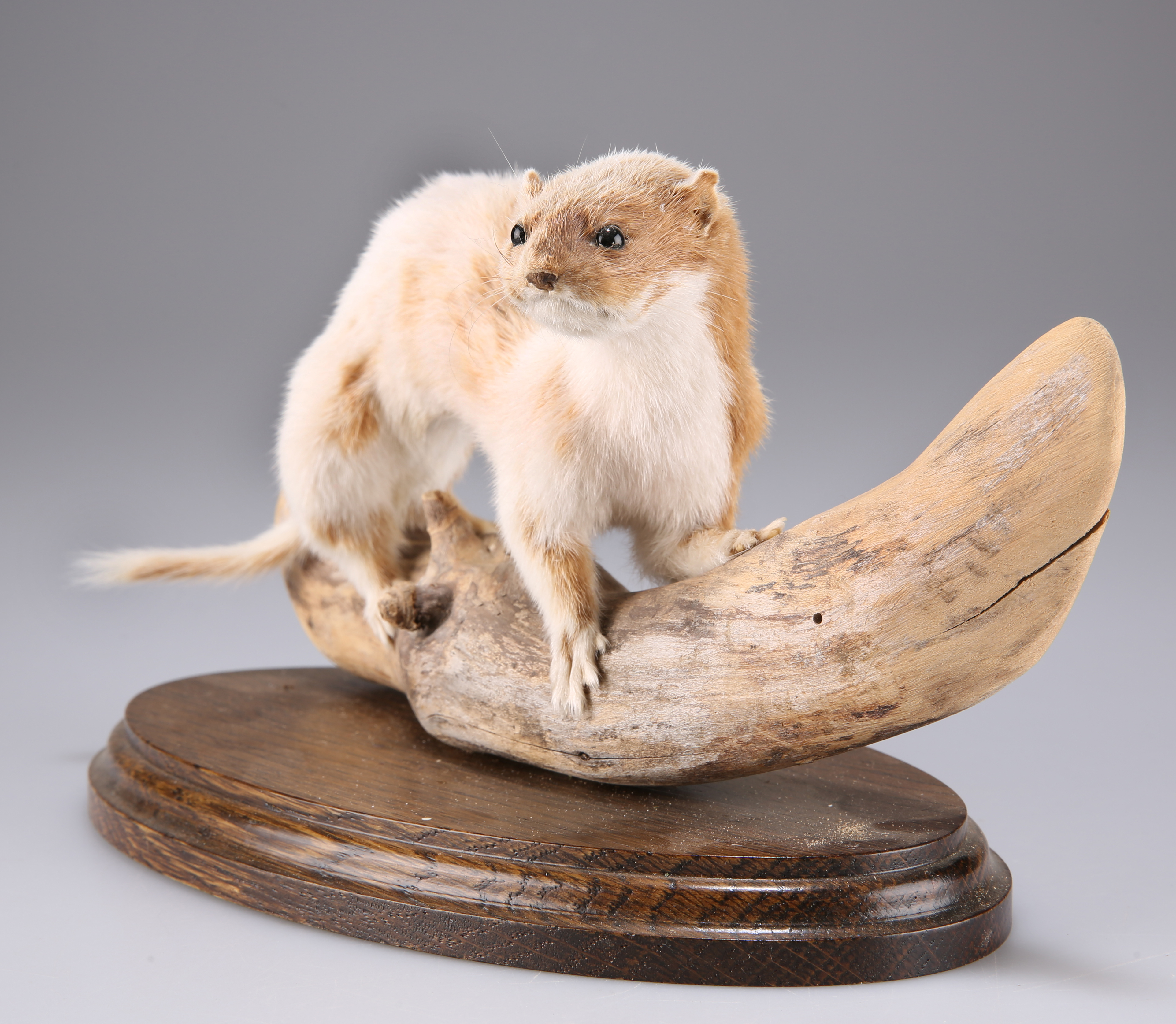 TAXIDERMY: A WEASEL AND A JUVENILE MINK - Image 3 of 6