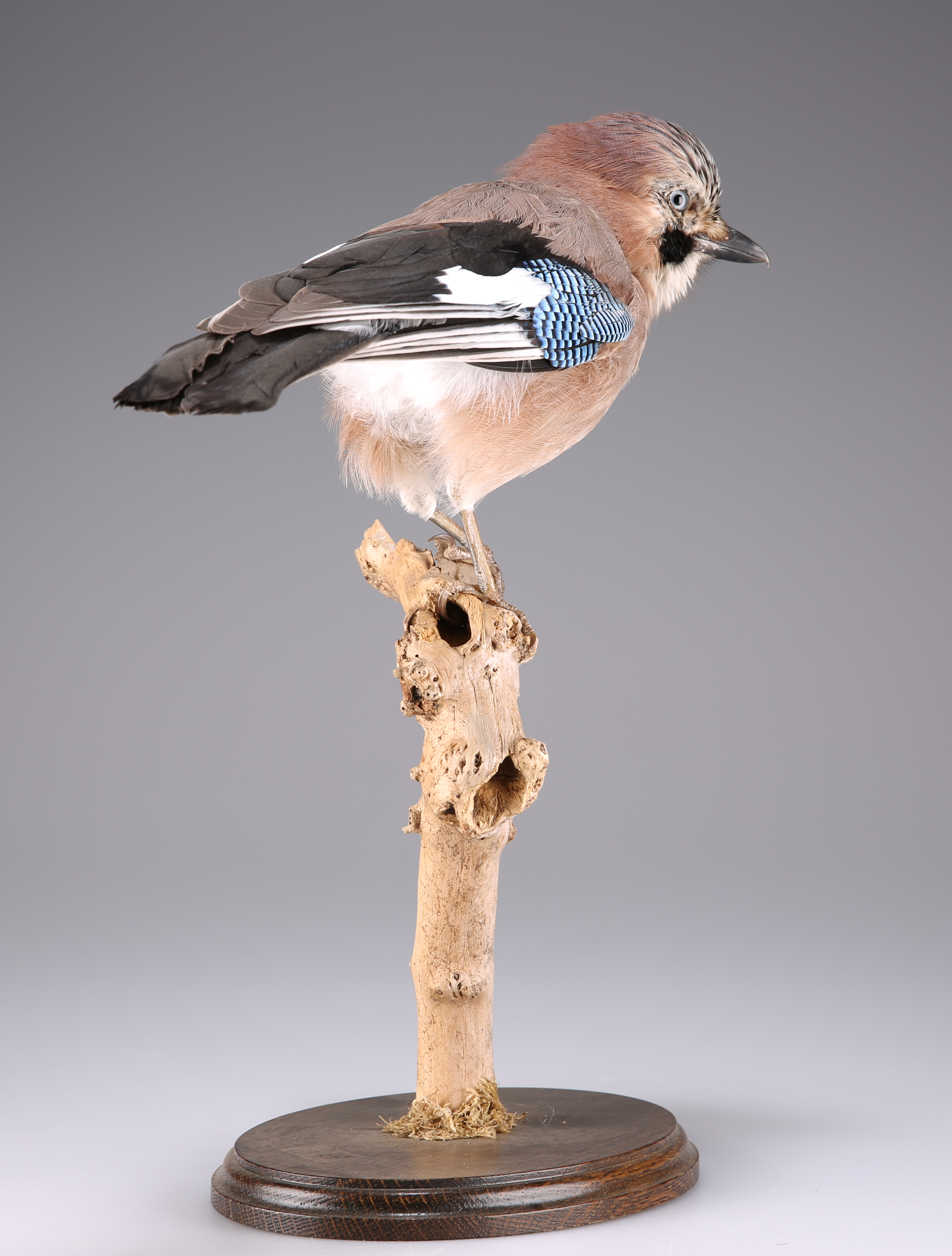 TAXIDERMY: A TRIO OF EUROPEAN BIRDS - Image 7 of 9