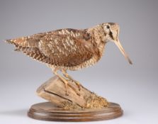 TAXIDERMY: EURASIAN WOODCOCK (Scolopax rusticola)