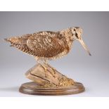 TAXIDERMY: EURASIAN WOODCOCK (Scolopax rusticola)