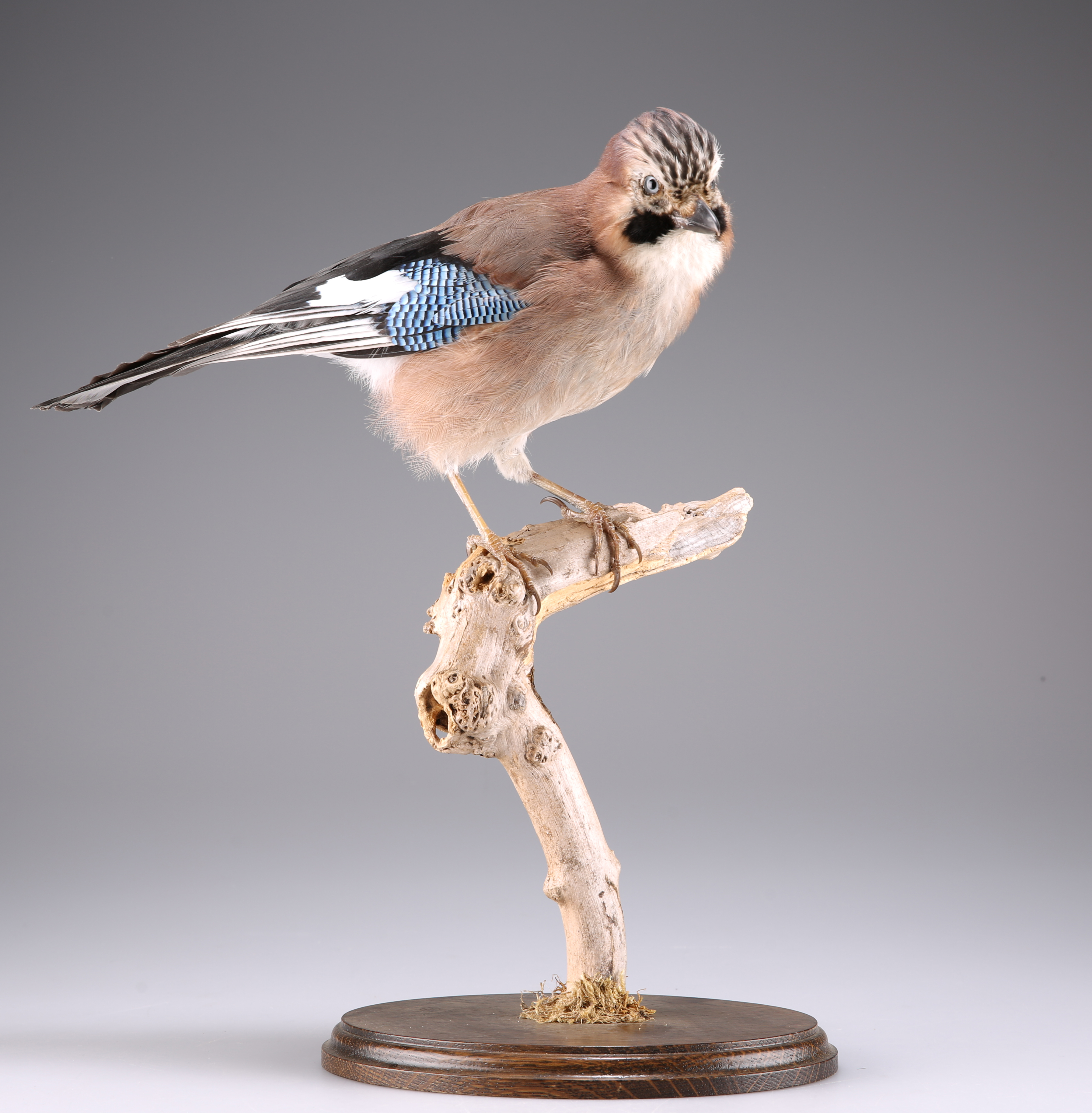 TAXIDERMY: A TRIO OF EUROPEAN BIRDS - Image 2 of 9