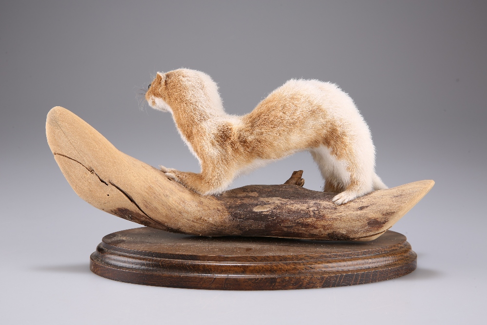 TAXIDERMY: A WEASEL AND A JUVENILE MINK - Image 4 of 6