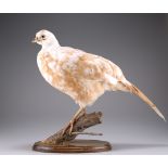 TAXIDERMY: A WHITE PHEASANT AND A HEN PHEASANT