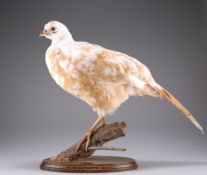 TAXIDERMY: A WHITE PHEASANT AND A HEN PHEASANT