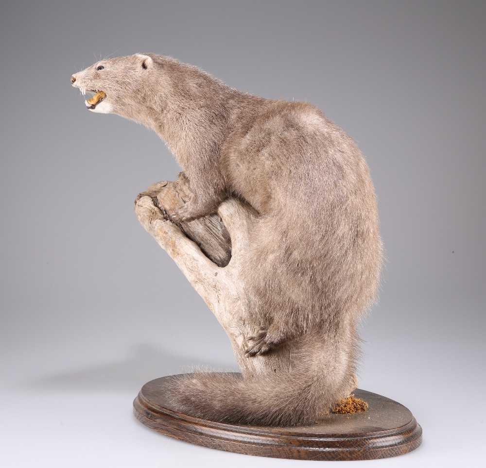 TAXIDERMY: A WEASEL AND A JUVENILE MINK - Image 6 of 6