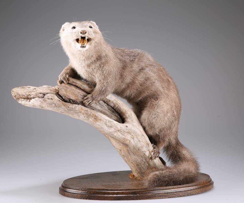 TAXIDERMY: A WEASEL AND A JUVENILE MINK - Image 2 of 6