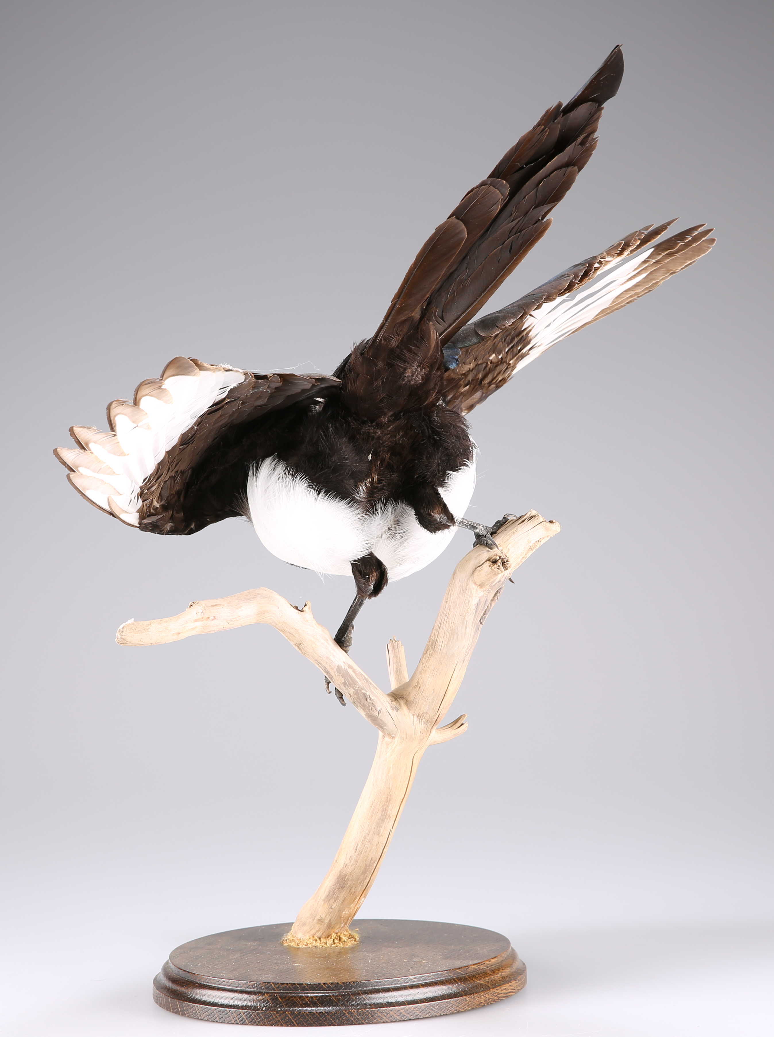 TAXIDERMY: A TRIO OF EUROPEAN BIRDS - Image 5 of 9