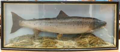 TAXIDERMY FISH: SALMON, BY R. STUART