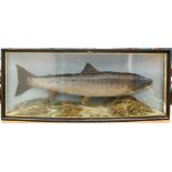 TAXIDERMY FISH: SALMON, BY R. STUART