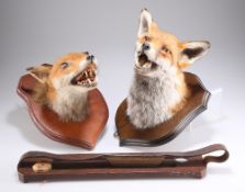 TAXIDERMY: TWO RED FOX MASKS AND A WOODEN GAME CARRIER