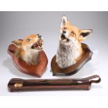 TAXIDERMY: TWO RED FOX MASKS AND A WOODEN GAME CARRIER