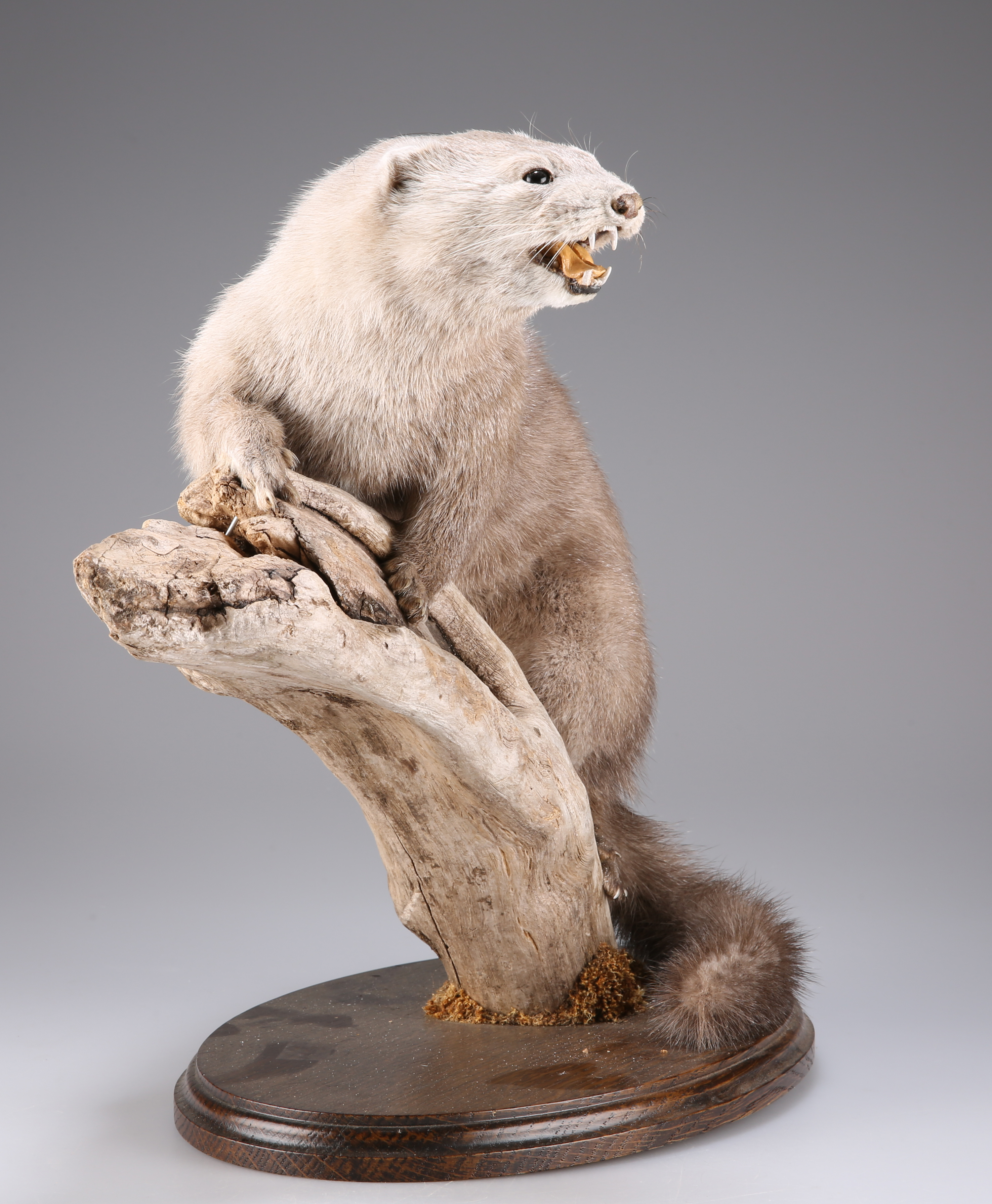 TAXIDERMY: A WEASEL AND A JUVENILE MINK - Image 5 of 6