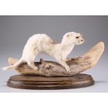 TAXIDERMY: A WEASEL AND A JUVENILE MINK