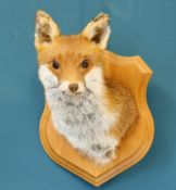 TAXIDERMY: EUROPEAN RED FOX MASK (Vulpes vulpes)