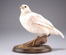 TAXIDERMY: A BRACE OF WHITE PARTRIDGE