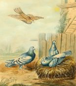 ENGLISH SCHOOL (EARLY 19TH CENTURY), PIGEONS NESTING