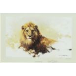 DAVID SHEPHERD (1931-2017), "LION SKETCH"