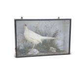 TAXIDERMY: A CASED LEUCISTIC PHEASANT (Phasianus colchicus)