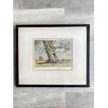 Pencil Drawing of Tree. Signed by A.D.Bulleu. H16c